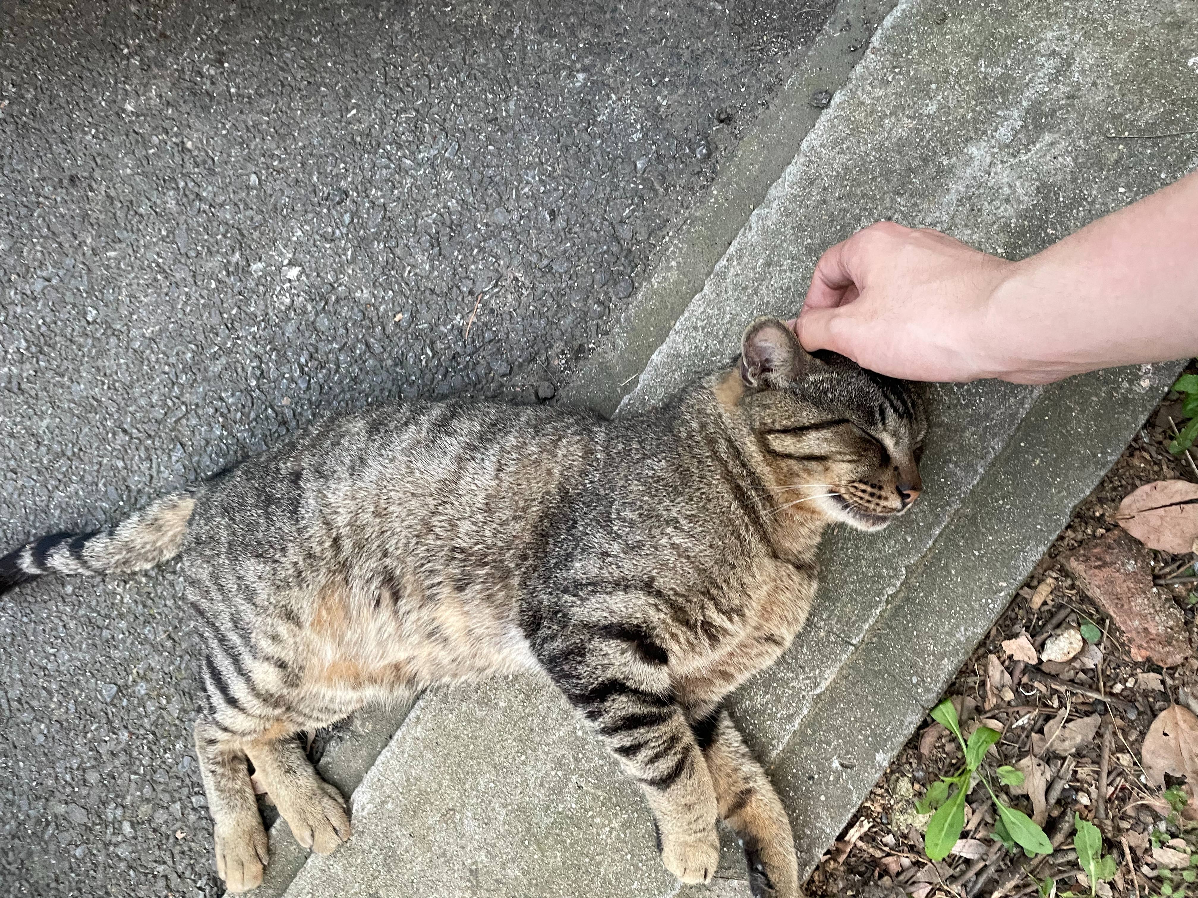 2024-04-26 学院门口狸花骚猫.jpg