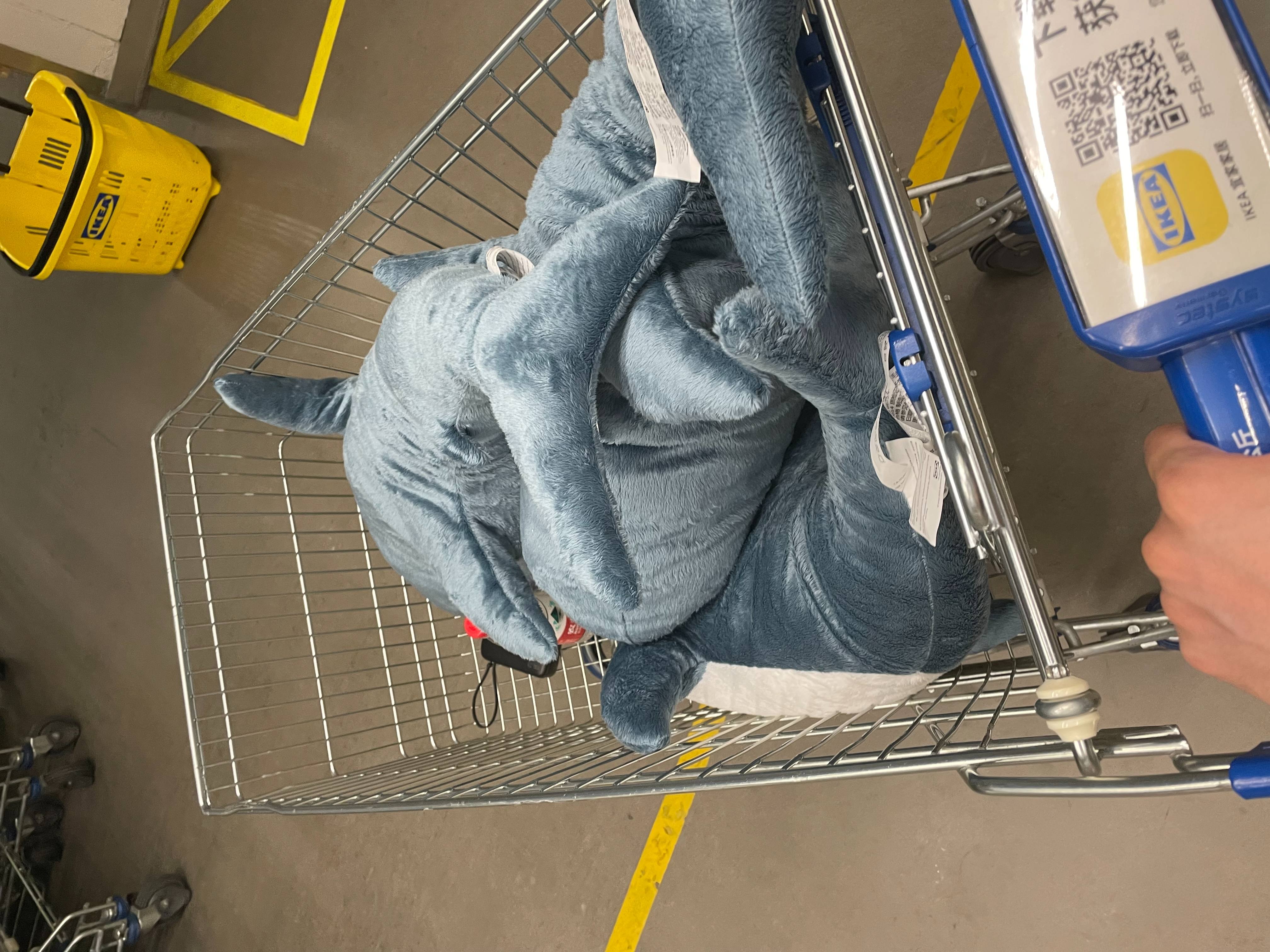 2024-05-08 宜家鲨鱼.jpg