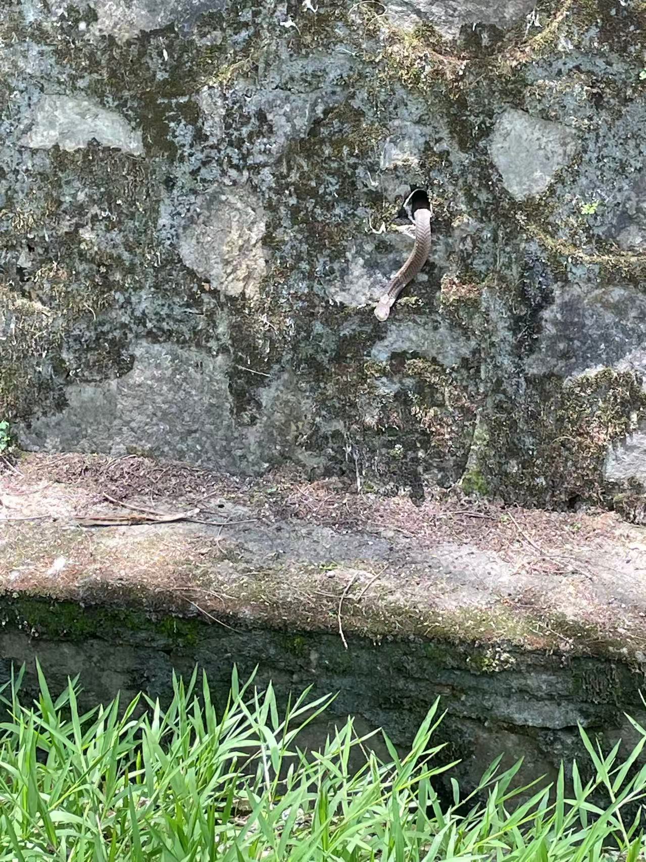 2025-05-17 snake.jpg