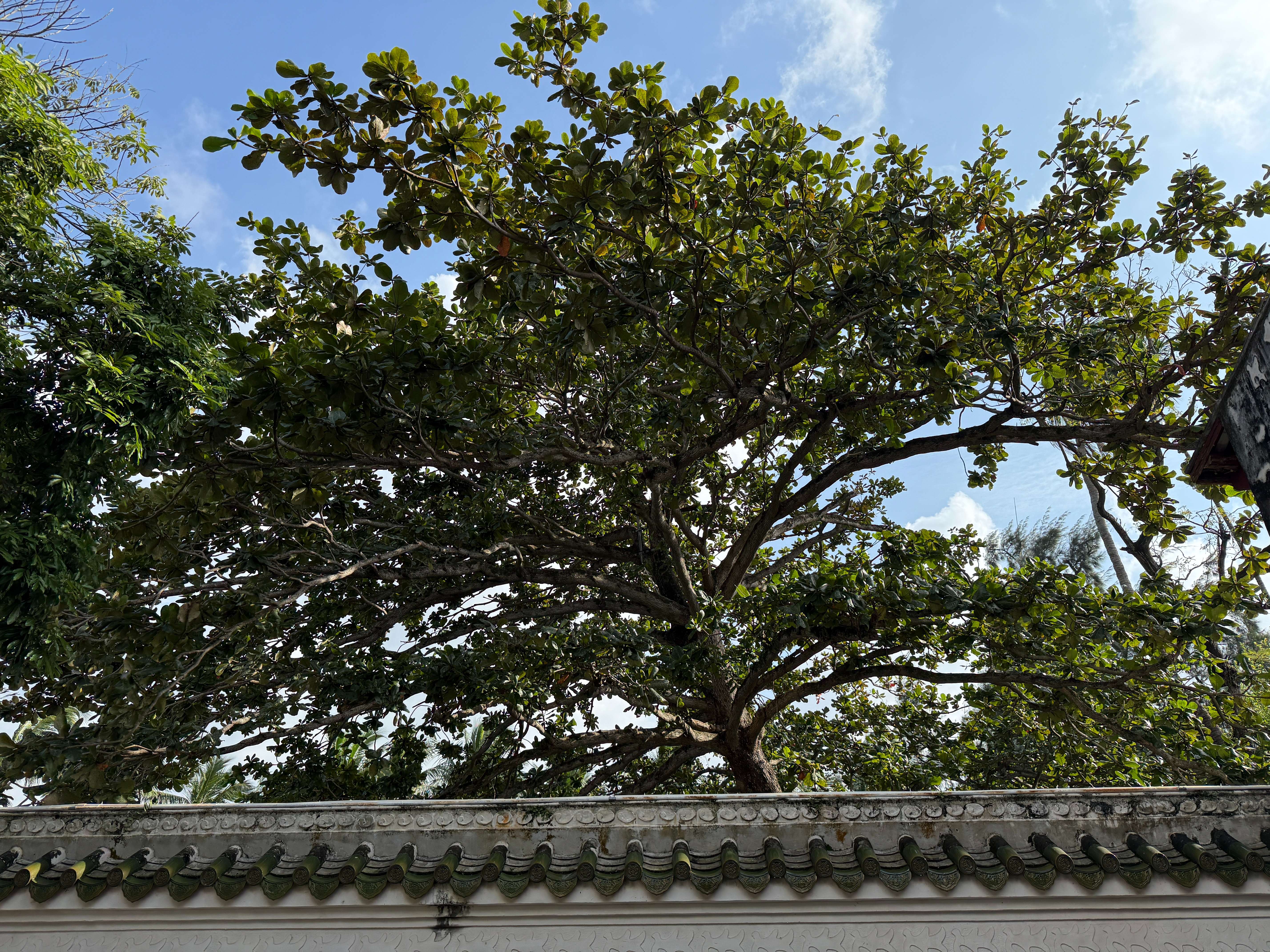 2025-11-16 海口不知名景点.jpg